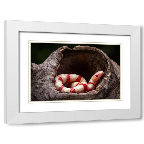 Red And White Snake White Modern Wood Framed Art Print with Double Matting by Setiadi, Ajar