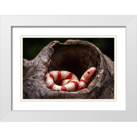 Red And White Snake White Modern Wood Framed Art Print with Double Matting by Setiadi, Ajar
