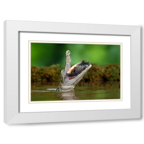 Aligator And Prey White Modern Wood Framed Art Print with Double Matting by Setiadi, Ajar