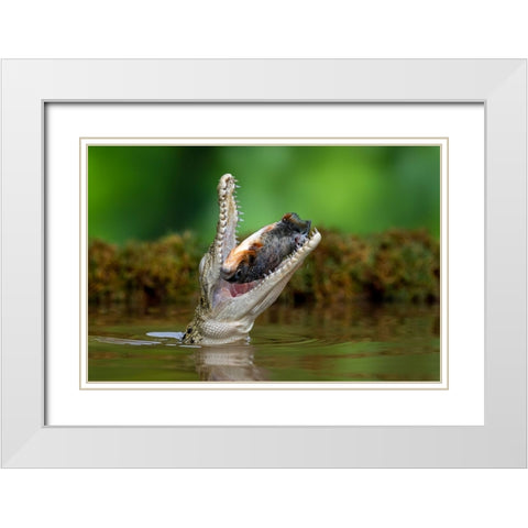 Aligator And Prey White Modern Wood Framed Art Print with Double Matting by Setiadi, Ajar
