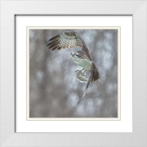 N/A White Modern Wood Framed Art Print with Double Matting by Li, Alex