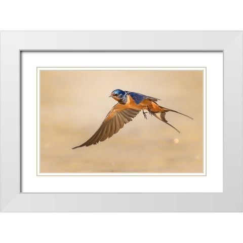 Barn Swallow White Modern Wood Framed Art Print with Double Matting by Elkahlawi, Ahmed
