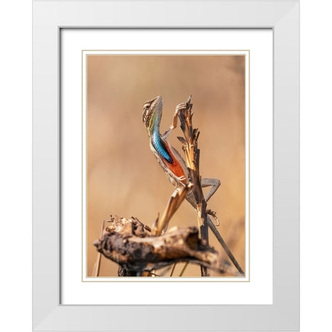 Fan-Throated Lizard In Concert! White Modern Wood Framed Art Print with Double Matting by Dhanorkar, Saurabh
