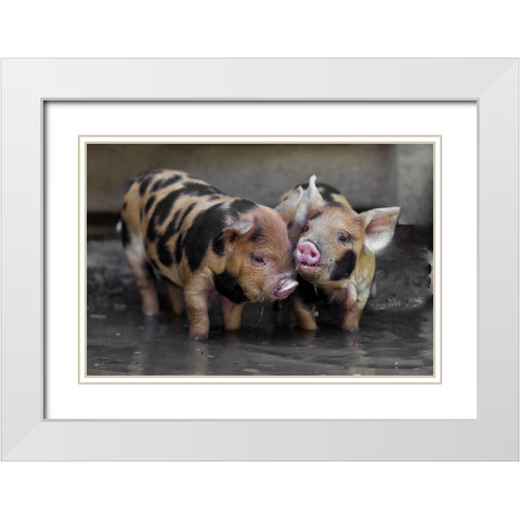 Dirty Gossip In The Pool White Modern Wood Framed Art Print with Double Matting by Van Den, Gert