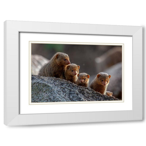 Dwarf Mongooses White Modern Wood Framed Art Print with Double Matting by Catta, Alessandro