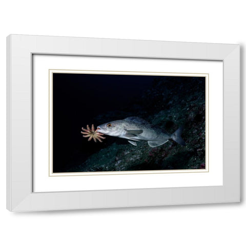 Atka Mackerel Father White Modern Wood Framed Art Print with Double Matting by Ichinoseki, Sayaka