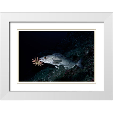 Atka Mackerel Father White Modern Wood Framed Art Print with Double Matting by Ichinoseki, Sayaka