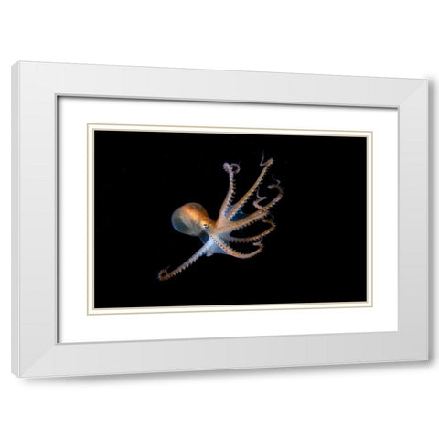 Juvenile North Pacific Giant Octopus White Modern Wood Framed Art Print with Double Matting by Ichinoseki, Sayaka