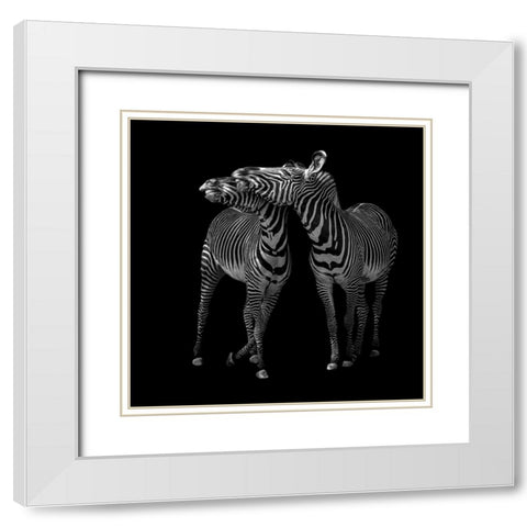 Zebras Dance White Modern Wood Framed Art Print with Double Matting by Tsikiridis, Georgios