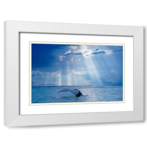 Whale And Sun Rays White Modern Wood Framed Art Print with Double Matting by Costina, Mircea
