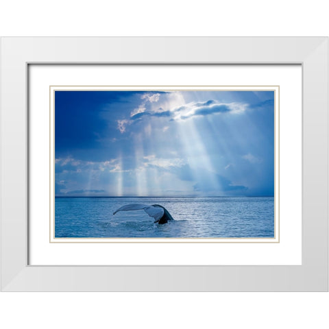 Whale And Sun Rays White Modern Wood Framed Art Print with Double Matting by Costina, Mircea