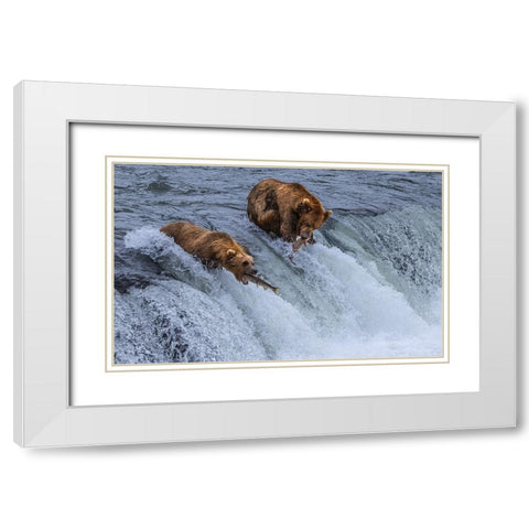 Who Will SurvIVe-Salmon Running Into BearS Mouth White Modern Wood Framed Art Print with Double Matting by Pingwei Pan, Joy
