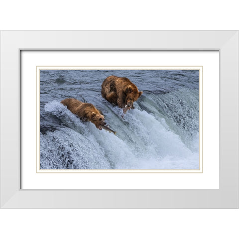 Who Will SurvIVe-Salmon Running Into BearS Mouth White Modern Wood Framed Art Print with Double Matting by Pingwei Pan, Joy