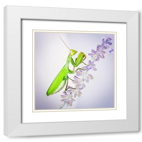 Praying Mantis On Russian Sage White Modern Wood Framed Art Print with Double Matting by Murphy, Benton