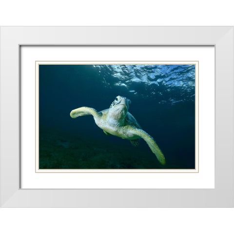 Airplane White Modern Wood Framed Art Print with Double Matting by Melesan, Serge