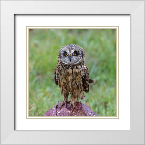 EÂ›UaÂÂŽAdÂAecÂ…AeÂ–D White Modern Wood Framed Art Print with Double Matting by Taksing