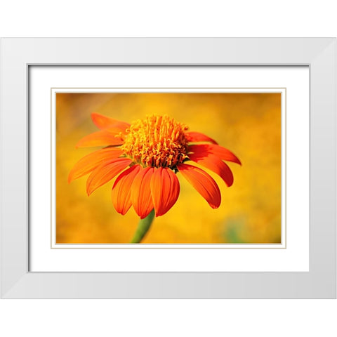 Orange White Modern Wood Framed Art Print with Double Matting by Bencic, Bojan