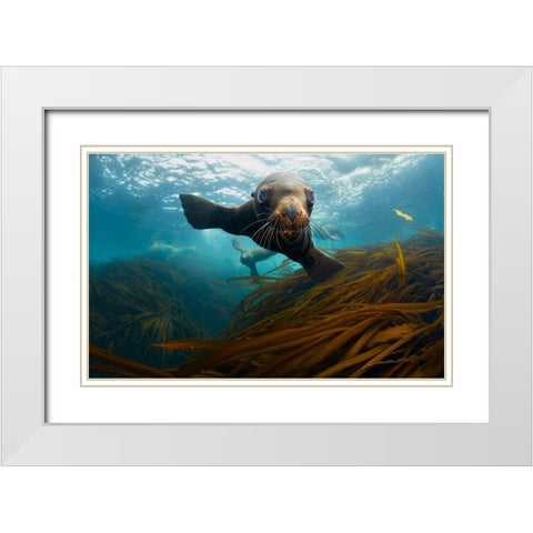 Young Lion White Modern Wood Framed Art Print with Double Matting by Narchuk, Andrey