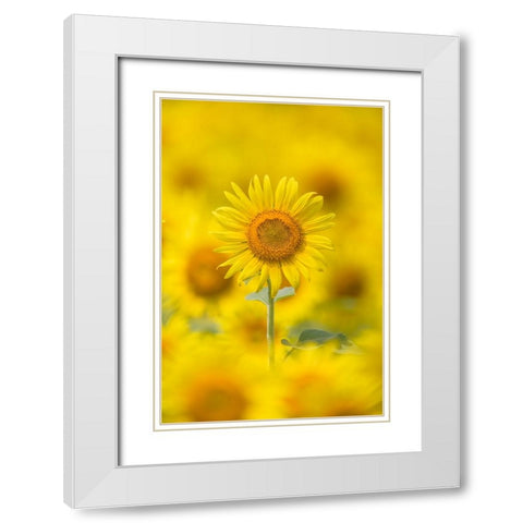 Yellow Sun White Modern Wood Framed Art Print with Double Matting by Suzuki, Takashi