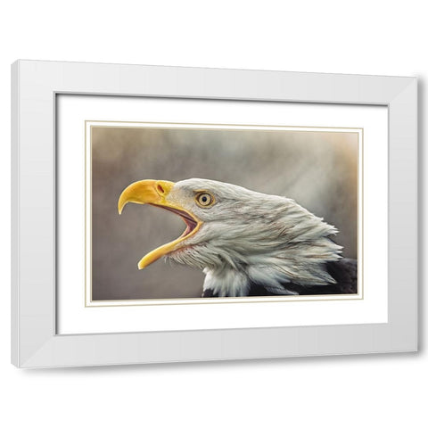 The Bald Eagle (Haliaeetus Leucocephalus) White Modern Wood Framed Art Print with Double Matting by Svestka, Jiri