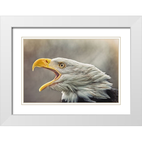 The Bald Eagle (Haliaeetus Leucocephalus) White Modern Wood Framed Art Print with Double Matting by Svestka, Jiri