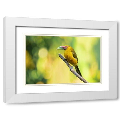 Saffron Toucanet White Modern Wood Framed Art Print with Double Matting by Zygmunt, Milan