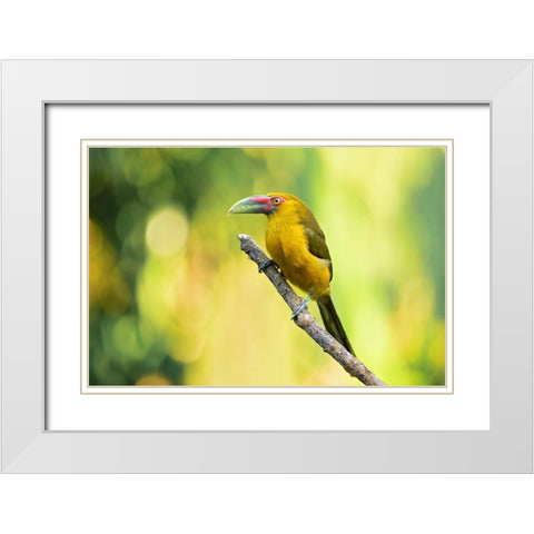 Saffron Toucanet White Modern Wood Framed Art Print with Double Matting by Zygmunt, Milan