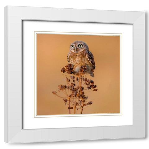 Little Owl White Modern Wood Framed Art Print with Double Matting by Manusevich, David