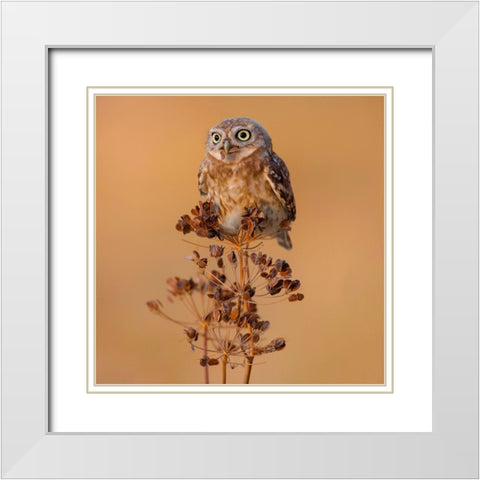Little Owl White Modern Wood Framed Art Print with Double Matting by Manusevich, David