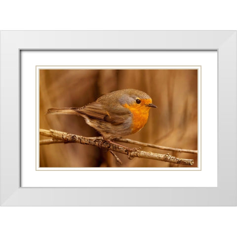 Red Throat White Modern Wood Framed Art Print with Double Matting by Bjorkli, Trygve