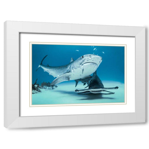 Queens Of Bahamas White Modern Wood Framed Art Print with Double Matting by Melesan, Serge