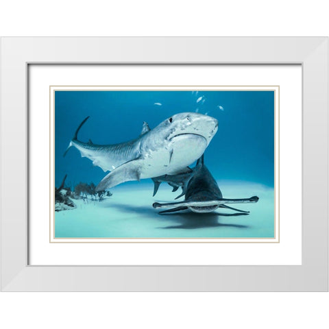 Queens Of Bahamas White Modern Wood Framed Art Print with Double Matting by Melesan, Serge