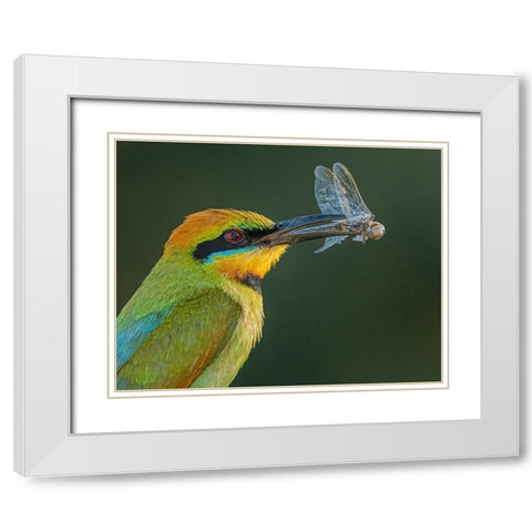 Rainbow Bee-Eater White Modern Wood Framed Art Print with Double Matting by Ahmadabdelhameed
