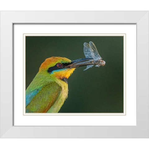 Rainbow Bee-Eater White Modern Wood Framed Art Print with Double Matting by Ahmadabdelhameed
