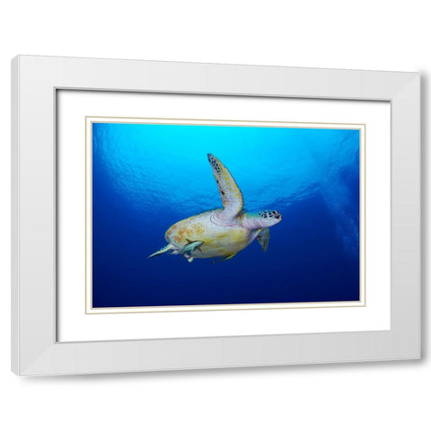 Sea Turtle White Modern Wood Framed Art Print with Double Matting by Y Lin, Ryan