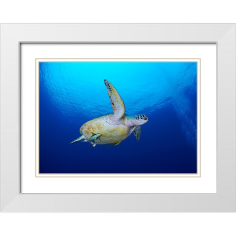 Sea Turtle White Modern Wood Framed Art Print with Double Matting by Y Lin, Ryan