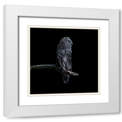 Owl White Modern Wood Framed Art Print with Double Matting by Tsikiridis, Georgios