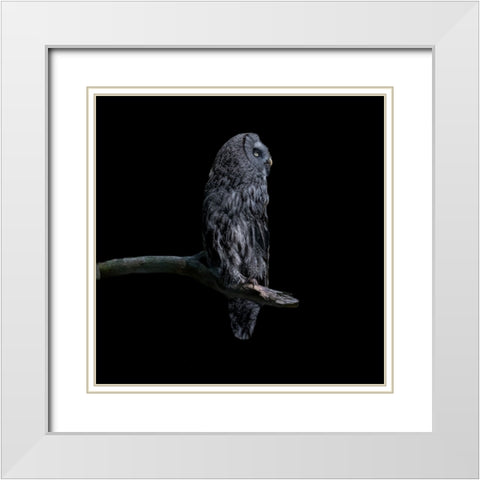 Owl White Modern Wood Framed Art Print with Double Matting by Tsikiridis, Georgios