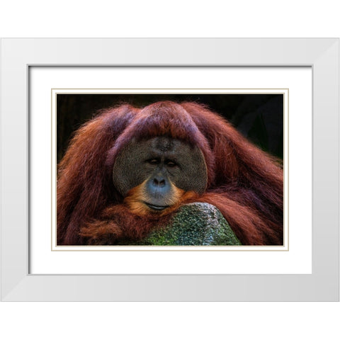 Deep Thoughts White Modern Wood Framed Art Print with Double Matting by Liang Wong, Twee