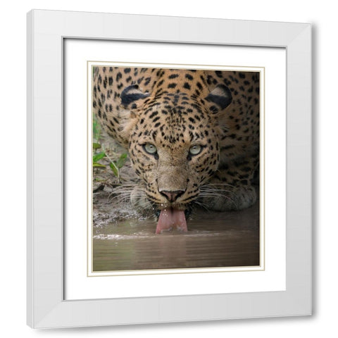 A Mesmerising Gaze Of The Fierce White Modern Wood Framed Art Print with Double Matting by Rawat, Chaitanya