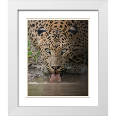 A Mesmerising Gaze Of The Fierce White Modern Wood Framed Art Print with Double Matting by Rawat, Chaitanya