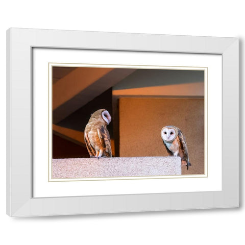 American Barn Owl White Modern Wood Framed Art Print with Double Matting by Taksing