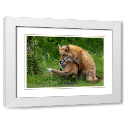 Red Fox White Modern Wood Framed Art Print with Double Matting by Huang, Johnson