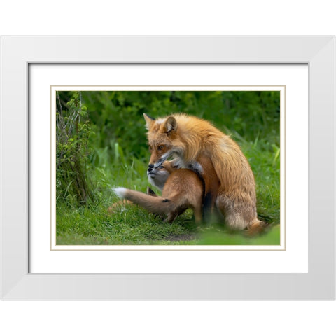 Red Fox White Modern Wood Framed Art Print with Double Matting by Huang, Johnson