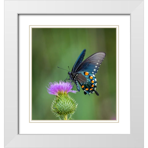 Pipevine Swallowtail White Modern Wood Framed Art Print with Double Matting by Haddix, Steven