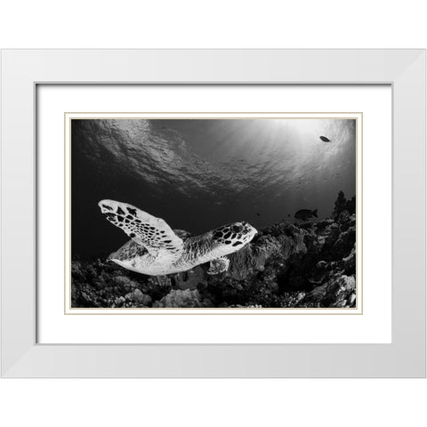 Hawksbill White Modern Wood Framed Art Print with Double Matting by Y Lin, Ryan