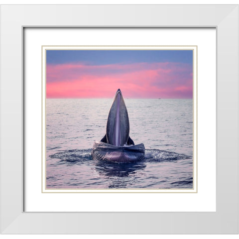 BrydeS Whale Jaws White Modern Wood Framed Art Print with Double Matting by Tan Tuan, Nguyen