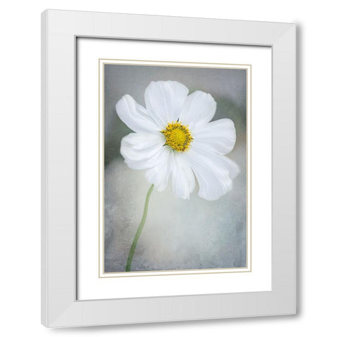 White Calliopsis White Modern Wood Framed Art Print with Double Matting by GaoSL