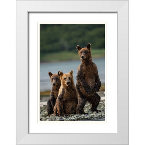Do You Hear Something? White Modern Wood Framed Art Print with Double Matting by Gill, Barbara
