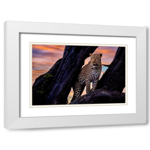 Leopard on the tree White Modern Wood Framed Art Print with Double Matting by Patel, Dr. Hitesh